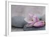 Magnolia Blossom on Stone, Pink-Andrea Haase-Framed Photographic Print