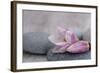 Magnolia Blossom on Stone, Pink-Andrea Haase-Framed Photographic Print