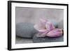 Magnolia Blossom on Stone, Pink-Andrea Haase-Framed Photographic Print