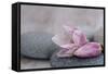 Magnolia Blossom on Stone, Pink-Andrea Haase-Framed Stretched Canvas