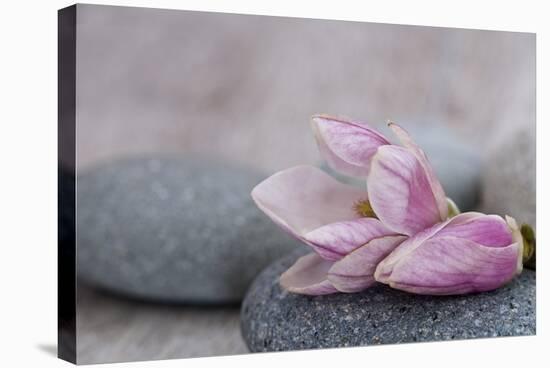 Magnolia Blossom on Stone, Pink-Andrea Haase-Stretched Canvas