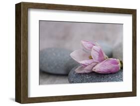 Magnolia Blossom on Stone, Pink-Andrea Haase-Framed Photographic Print