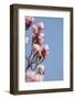 Magnolia Blossom, Tulip Magnolia-Herbert Kehrer-Framed Photographic Print