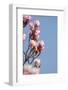 Magnolia Blossom, Tulip Magnolia-Herbert Kehrer-Framed Photographic Print