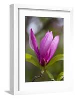 Magnolia Blossom-Brigitte Protzel-Framed Photographic Print