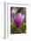 Magnolia Blossom-Brigitte Protzel-Framed Photographic Print