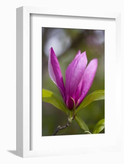 Magnolia Blossom-Brigitte Protzel-Framed Photographic Print