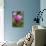 Magnolia Blossom-Brigitte Protzel-Photographic Print displayed on a wall