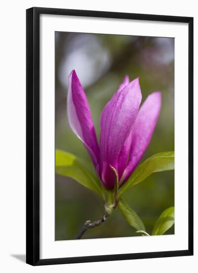 Magnolia Blossom-Brigitte Protzel-Framed Photographic Print