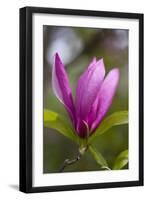 Magnolia Blossom-Brigitte Protzel-Framed Photographic Print
