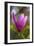 Magnolia Blossom-Brigitte Protzel-Framed Photographic Print