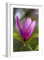 Magnolia Blossom-Brigitte Protzel-Framed Photographic Print