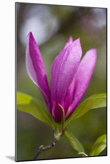 Magnolia Blossom-Brigitte Protzel-Mounted Photographic Print