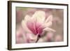 Magnolia Blossom-Jessica Jenney-Framed Photographic Print