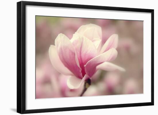 Magnolia Blossom-Jessica Jenney-Framed Photographic Print