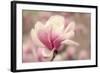 Magnolia Blossom-Jessica Jenney-Framed Photographic Print