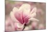 Magnolia Blossom-Jessica Jenney-Mounted Photographic Print