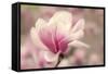 Magnolia Blossom-Jessica Jenney-Framed Stretched Canvas