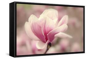 Magnolia Blossom-Jessica Jenney-Framed Stretched Canvas