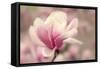 Magnolia Blossom-Jessica Jenney-Framed Stretched Canvas