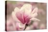 Magnolia Blossom-Jessica Jenney-Stretched Canvas