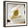 magnolia blossom-Lori Hutchison-Framed Photographic Print