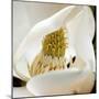 magnolia blossom-Lori Hutchison-Mounted Photographic Print
