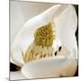 magnolia blossom-Lori Hutchison-Mounted Photographic Print