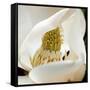 magnolia blossom-Lori Hutchison-Framed Stretched Canvas