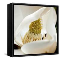 magnolia blossom-Lori Hutchison-Framed Stretched Canvas