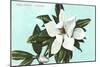 Magnolia Blossom-null-Mounted Art Print