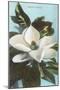 Magnolia Blossom-null-Mounted Art Print