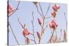 Magnolia Blossoms - Beautyful Blossoms in the Spring-Petra Daisenberger-Stretched Canvas
