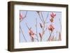 Magnolia Blossoms - Beautyful Blossoms in the Spring-Petra Daisenberger-Framed Photographic Print