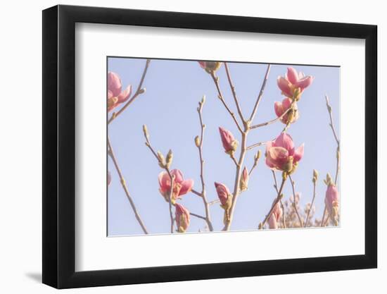 Magnolia Blossoms - Beautyful Blossoms in the Spring-Petra Daisenberger-Framed Photographic Print