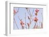 Magnolia Blossoms - Beautyful Blossoms in the Spring-Petra Daisenberger-Framed Photographic Print