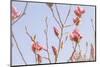 Magnolia Blossoms - Beautyful Blossoms in the Spring-Petra Daisenberger-Mounted Photographic Print