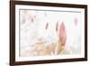 Magnolia Blossoms, Beautyful Blossoms in the Spring-Petra Daisenberger-Framed Photographic Print