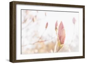 Magnolia Blossoms, Beautyful Blossoms in the Spring-Petra Daisenberger-Framed Photographic Print