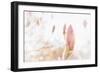 Magnolia Blossoms, Beautyful Blossoms in the Spring-Petra Daisenberger-Framed Photographic Print