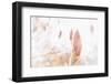 Magnolia Blossoms, Beautyful Blossoms in the Spring-Petra Daisenberger-Framed Photographic Print