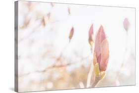 Magnolia Blossoms, Beautyful Blossoms in the Spring-Petra Daisenberger-Stretched Canvas