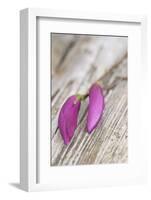 Magnolia, Blossoms, Buds, Magenta-Andrea Haase-Framed Photographic Print