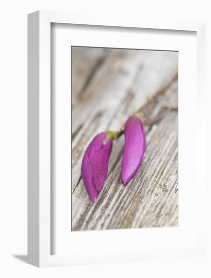 Magnolia, Blossoms, Buds, Magenta-Andrea Haase-Framed Photographic Print