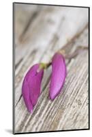 Magnolia, Blossoms, Buds, Magenta-Andrea Haase-Mounted Photographic Print