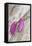 Magnolia, Blossoms, Buds, Magenta-Andrea Haase-Framed Stretched Canvas