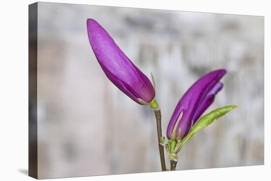 Magnolia, Blossoms, Buds, Magenta-Andrea Haase-Stretched Canvas