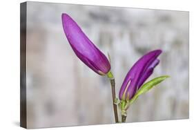 Magnolia, Blossoms, Buds, Magenta-Andrea Haase-Stretched Canvas