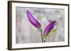 Magnolia, Blossoms, Buds, Magenta-Andrea Haase-Framed Photographic Print