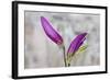 Magnolia, Blossoms, Buds, Magenta-Andrea Haase-Framed Photographic Print